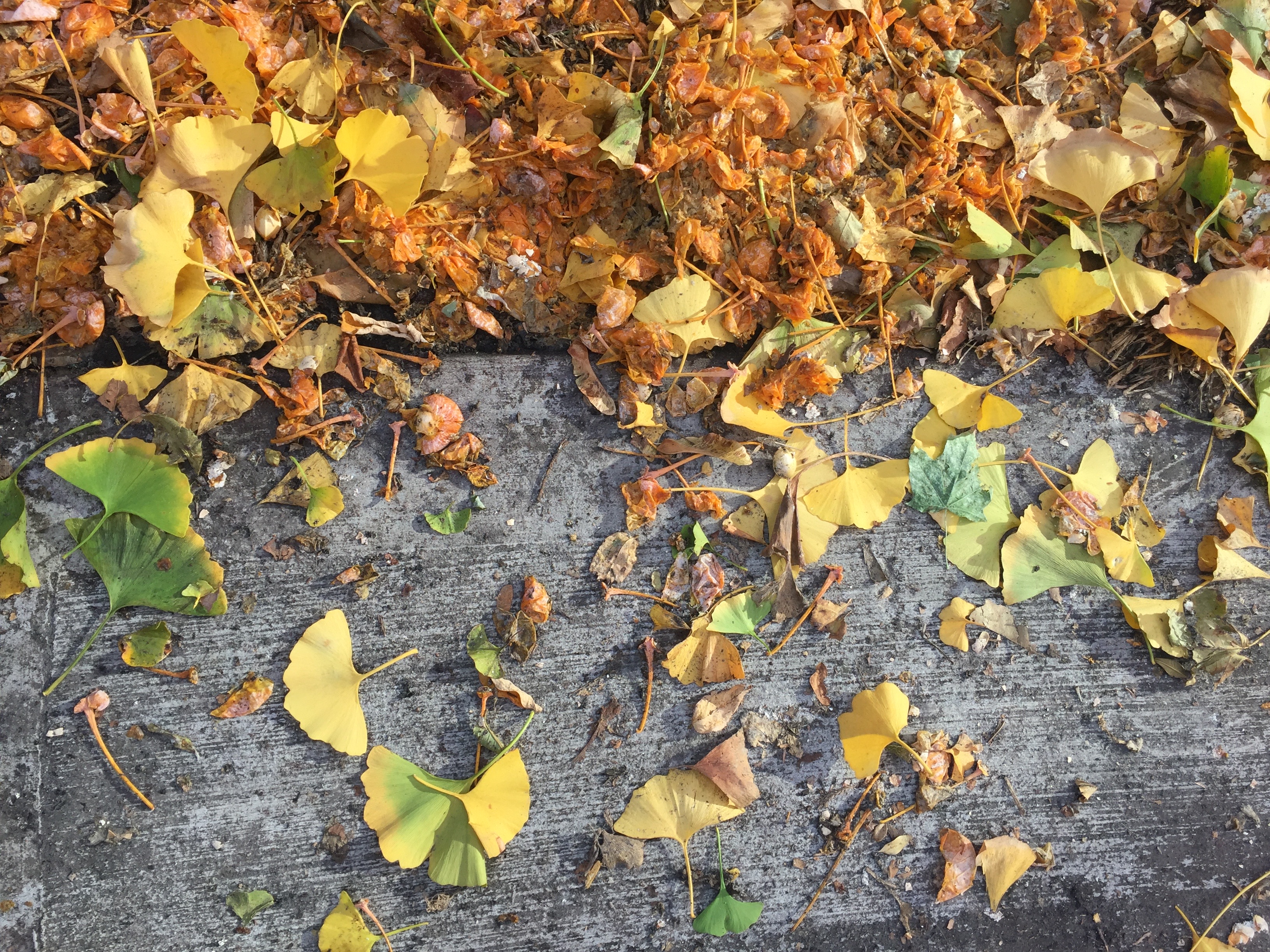 Philly ginkgo trees are late dropping their leaves (and stinky