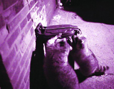 This photo taken with an infrared camera shows raccoons engaged in one of their favorite activities â€” trying to get into a garbage can.