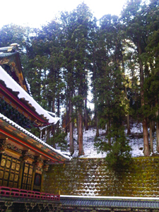 Towering pines at Nikko are part of an imposing natural setting that compensates for over-the-top architecture.