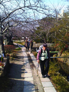 A venerable philosopher was encountered along the serene Philosopherâ€™s Path in Kyoto.
