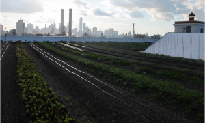 JUST ONE OF THE SPECTACULAR VIEWS FROM THE BROOKLYN GRANGE