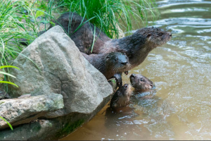 These cute otters are now on full display at Prospect Park