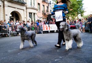 The Brooklyn Heights Association is recruiting dogs for its annual neighborhood dog show on Montague Street. The show, takes place Sept. 21 from 3 to 5 p.m. Shown above are poodles Romaine and Lollie, who competed in last year’s dog show.