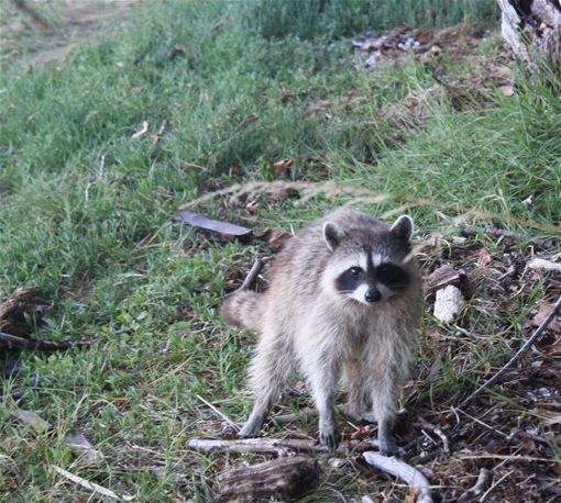 Raccoons like this one are being vaccinated in New York City to prevent citizens from getting rabies.