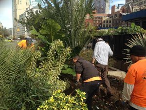 Tropical plants in Downtown Brooklyn. Photo courtesy of the Downtown Brooklyn Partnership