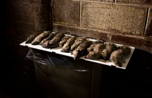In this 2013 file photo, rats are displayed in a lower Manhattan alley after being caught and killed in New York. City Comptroller Scott Stringer said Sunday that New York is losing the rat race. He said citizen complaints about pests to the 311 hotline plus online reports went from 22,300 in fiscal year 2012 to 24,586 the next year.