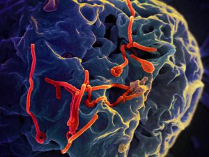 Close up of the Ebola virus. Courtesy of NIAID