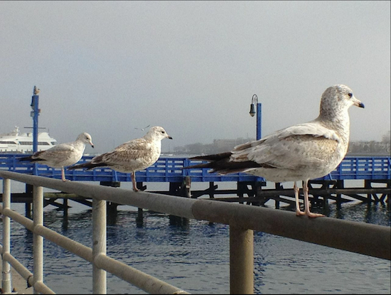 Welcome to the Emmons Avenue shoreline in Sheepshead Bay. Eagle photos by Lore Croghan