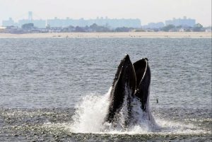 AP Photo/Gotham Whale/Dennis Guiney