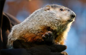 The Staten Island Zoo is reportedly making a change to prevent Mayor Bill de Blasio from handling a groundhog this year. AP Photo/Gene J. Puskar