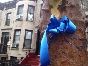 Blue ribbons have been tied to trees up and down 76th Street in Bay Ridge in support of the NYPD. Eagle photo by Lore Croghan
