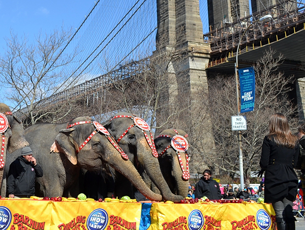 Ringling Bros. and Barnum & Bailey announced on Thursday that they will be eliminating elephants from all circus performances by 2018. Shown: Elephants from the circus visited DUMBO prior to a performance at Barclays Center in 2013.  Photo by Rob Abruzzese