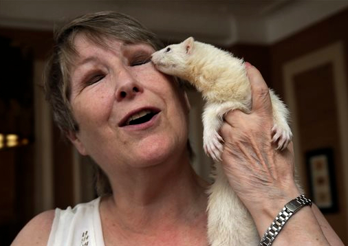 In this file photo taken on June 4, 2014, in New York, Candace Lucas poses for photos with her pet ferret Tink. The New York City Board of Health is expected to vote Tuesday on whether to lift a longstanding ban on keeping the animals as pets, which is legal across much of the country. AP Photo/Richard Drew