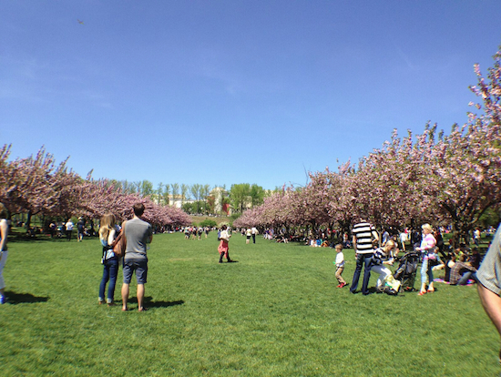 Brooklyn Botanic Garden's cherry trees, seen here on Mother's Day 2014, draw visitors to the garden and nearby Prospect Heights and Crown Heights blocks as well. Eagle photos by Lore Croghan