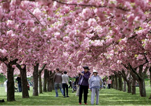 In this 2009 file photo, visitors stroll under a canopy of blossoming cherry trees at the Brooklyn Botanical Garden. The garden is one of the locations protected by the city’s ground-breaking Landmarks Law. A new exhibition opens April 21 at the Museum of the City of New York to mark the 50th anniversary of the city’s ground-breaking Landmarks Law that seeks to save NYC’s historic character. AP Photo/Seth Wenig, File