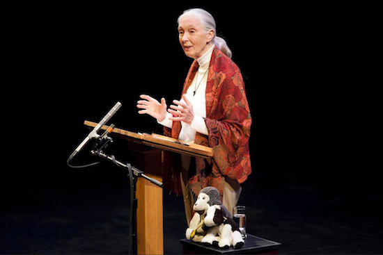 Anthropologist Jane Goodall spoke to a crowd at the Brooklyn Academy of Music (BAM) on Wednesday night. Photo by Rebecca Greenfield, courtesy of BAM