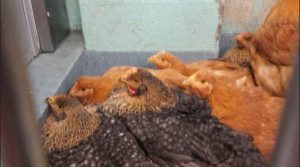 Sixty chickens fell of a transport truck heading to one of Brooklyn’s live markets Thursday. They were rescued by Farm Sanctuary, a farm animal protection organization. Photo courtesy of NYC Animal Care & Control