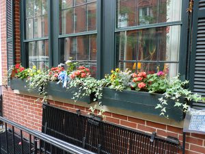 Brooklyn Heights Garden Club picks window box winners