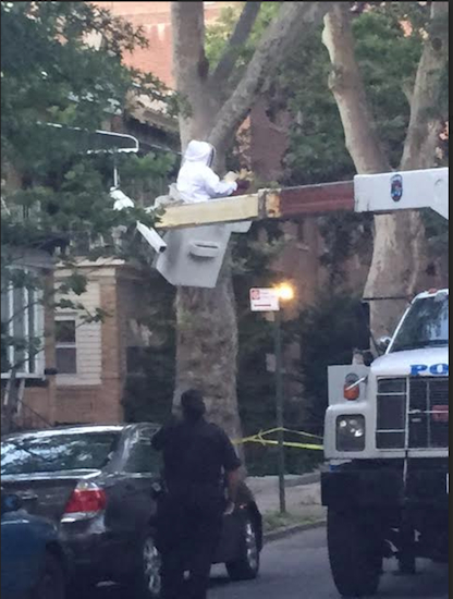 A bee expert at work removing a hive from a tree on 83rd Street in Bay Ridge Monday night. Photo by Kate Cucco