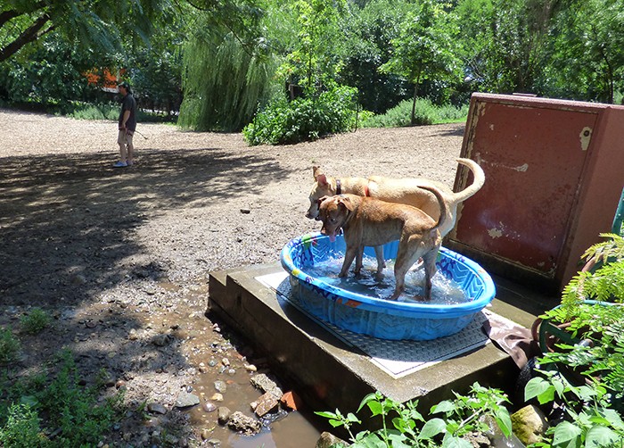 Tina Turner, in foreground, enjoys a dip in the wading pool with a friend at Hillside Dog Park. Photo by Mary Frost
