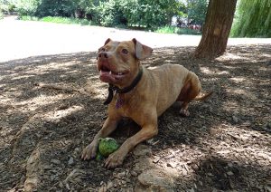 Tina Turner, a 3-year-old pit bull/greyhound mix, enjoyed Hillside Dog Park on Friday. Photo by Mary Frost