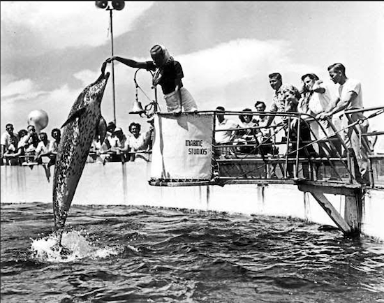 Tourists enjoy dolphins performing at Marineland in Florida. Photos courtesy of State Archives of Florida, “Florida Memory.”