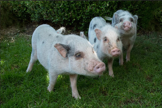The three pigs making their public debut at the Prospect Park Zoo are siblings. Photo: Julie Larsen Maher © WCS