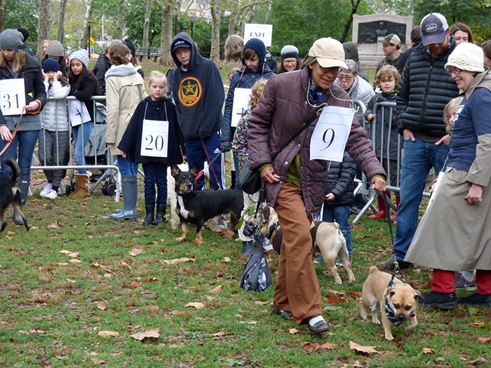 Dogs strut their stuff before the judges.