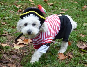 Nilla won the Canine Couture category dressed in a pirate costume. Photos by Mary Frost