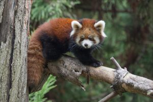 Two red panda cubs were born at the WCS’s Prospect Park Zoo this summer and have made their public debut. Julie Larsen Maher © WCS
