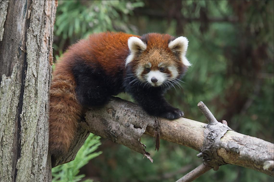 Two red panda cubs were born at the WCS’s Prospect Park Zoo this summer and have made their public debut. Julie Larsen Maher © WCS