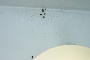 Auditors found that 53 percent of inspected apartments had evidence of rodents, roaches and other vermin. Photos courtesy of Comptroller Stringer’s Office