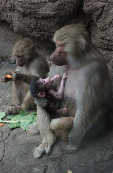 A male infant Hamadryas baboon is now on view to the public at the Prospect Park Zoo. Photo Credit: Julie Larsen Maher © WCS
