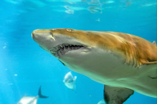 This July 9, 2010 photo provided by the Wildlife Conservation Society shows a sand tiger shark at New York Aquarium in Coney Island. Julie Larsen Maher/Wildlife Conservation Society via AP