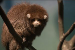 Two new Bolivian titi monkeys are living in the Prospect Park Zoo’s Hall of Animals Building. Photo: Julie Larsen Maher © WCS