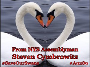 Assemblymember Steven Cymbrowitz sent this image out for Valentine’s Day to remind everyone that swans are a symbol of love. Image courtesy of Cymbrowitz’s office