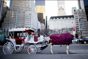 New York's City Council has pulled the reins on a plan by Mayor Bill de Blasio to overhaul Central Park's popular carriage horse rides after the Teamster union that represents the carriage drivers said Thursday that it cannot support the bill. AP Photo/Mary Altaffer, File