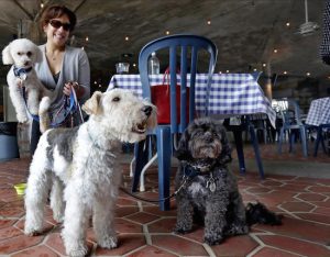 In this 2015 file photo, Michelle Vargas, with, from left, 8-year-old Bichon Frise-Poodle mix Carmine, 11-year-old Wire Haired Terrier "Lucy" and 10-year-old Shih Tzu-Poodle mix "Luigi," visit a cafe in Manhattan. NYC restaurants with outdoor tables will soon be able to welcome dogs under new rules announced by the city Health Department. The regulations announced Tuesday will permit dogs that are licensed and vaccinated against rabies to join their human chowhounds at participating restaurants. AP Photo/Ri