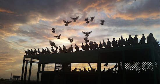 In this Sept. 22, 2015 photo provided by Joshua Astor, pigeons take off from Christopher Szwaba's rooftop pigeon coops in Brooklyn. Joshua Astor via AP