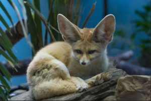 Fennec foxes are debuting at the Prospect Park Zoo. Photo: Julie Larsen Maher © WCS