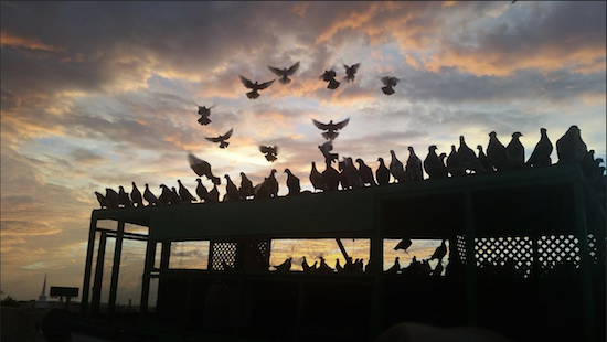 In this September 2015 photo, pigeons take off from Christopher Szwaba's rooftop pigeon coops in Brooklyn. A Brooklyn-based art project will feature thousands of pigeons illuminating New York City’s skyline.  Joshua Astor via AP
