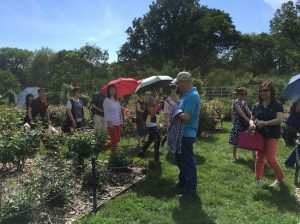 Visitors to the Cranford Rose Garden in Brooklyn Botanic Garden wield umbrellas as sun shields. Eagle photos by Lore Croghan