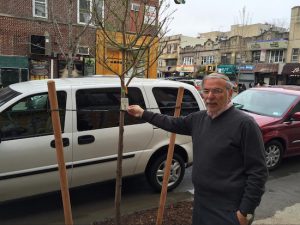 Assemblymember Dov Hikind says the city shouldn’t be able to plant trees on sidewalks over the objections of homeowners. Photo courtesy of Hikind’s office