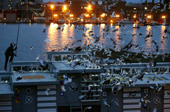 Artist Duke Riley, far left, uses a flag to rouse some of the 2,000 pigeons he outfitted with LED lights to fly over the East River as part of a performance piece on Thursday in Brooklyn. The 30-minute performance was part of Riley's "Fly by Night" creation. The coops are aboard the Baylander, a decommissioned Vietnam-era naval ship docked at the Brooklyn Navy Yard. AP Photos/Kathy Willens