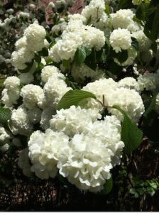Spring's here in Brooklyn Heights — so the snowball bush is blooming at the First Unitarian Congregational Society's church. Eagle photos by Lore Croghan