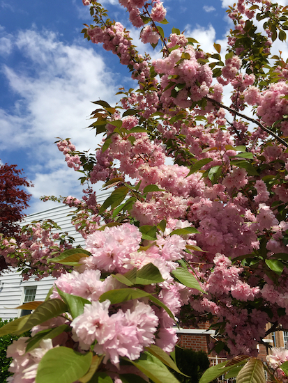 Cherry blossoms charm on Vanderbilt Street in Windsor Terrace. Eagle photos by Lore Croghan
