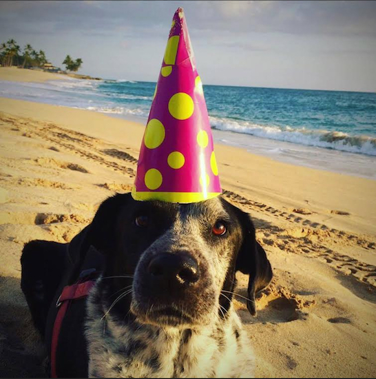 Kevin, one of the first dogs saved by Badass Brooklyn Animal Rescue, is celebrating his fifth adoptaversary. Photo courtesy of Badass Brooklyn Animal Rescue