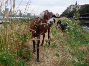 A herd of four Nubian goats has taken up residence on the steep berm near Pier 3 in Brooklyn Bridge Park. Photos by Mary Frost