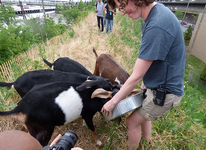 Brooklyn Bridge Park gardener Abby feeds the goats some supplemental food during Thursday’s press conference.
