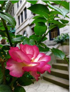Roses are blooming at 536 4th St., a Park Slope house that's for sale. Eagle photos by Lore Croghan
